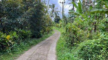 Gambar 1 Tanah Kebun  Isi Durian, Manggis Dan Kopi Di Tabanan Bali