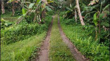 Gambar 4 Tanah Kebun Dan Sawah Murah Di Tabanan Bali