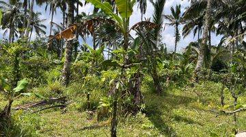 Gambar 5 Tanah Kebun  Isi Durian, Manggis Dan Kopi Di Tabanan Bali