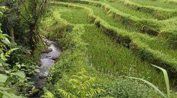 Gambar 5 Tanah Kebun Dan Sawah Murah Di Tabanan Bali