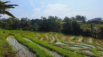 Gambar 1 Tanah View Sawah Dan Lembah Di Tabanan Bali.