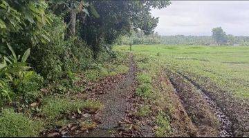 Gambar 2 Tanah Luas Kecil Contour Datar View Sawah Di Tabanan Bali