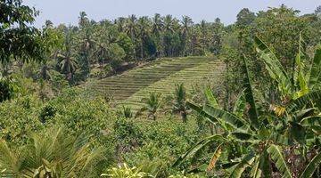 Gambar 1 Tanah Kebun Luas Kecil View Sawah Murah Di Tabanan Bali