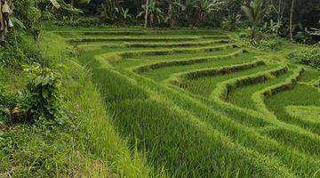 Gambar 1 Tanah Kebun Dan Sawah Murah Di Tabanan Bali