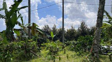 Gambar 3 Tanah Kebun  Isi Durian, Manggis Dan Kopi Di Tabanan Bali