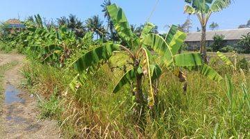 Gambar 4 Dijual Murah Tanah View Sawah Bali 