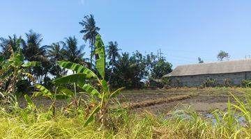 Gambar 1 Dijual Murah Tanah Sawah Bali 