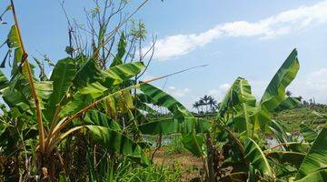 Gambar 4 Dijual Murah Tanah Sawah Bali 