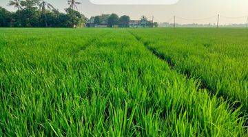 Gambar 2 Tanah Sawah Produktif 5000 m² SHM dijual murah