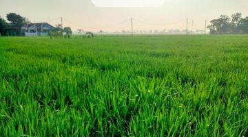 Gambar 4 Tanah Sawah Produktif 5000 m² SHM dijual murah