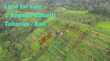 Gambar 4 Dijual Tanah 30 Are Dg Akses Beton Kontur Datar Terasering