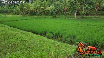 Gambar 1 33.7 Are Lahan Kering Bekas Sawah Pinggir Jalan di Penebel