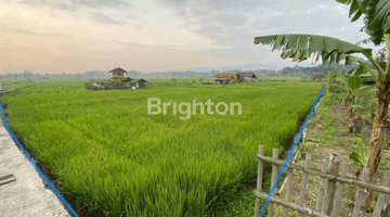 Gambar 3 TANAH SAWAH LUAS DI DEKAT TOL CIMALAKA SUMEDANG