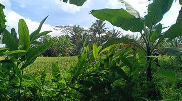 Gambar 5 Pasti Closing Di Sewakan Tanah View Sawah Lokasi Pejeng Sanding Ubud Gianyar