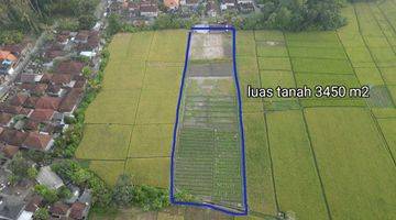 Gambar 1 Tanah kontur datar full view hamparan sawah di Kelating, Tabanan