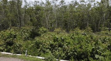 Gambar 3 Tanah 1,8 Ha Murah Kawasan Industri Kulon Progo Yogyakarta