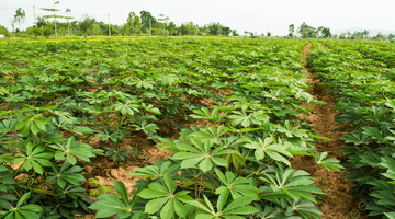 Gambar 5 Jual Cepat Tanah Kebun Di Desa Karang Mukti Cipeundeuy Subang