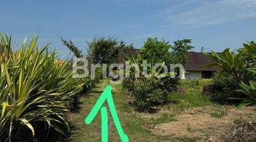 Gambar 1 LAND FOR LEASE 31 ARA IN CEMAGI CANGGU