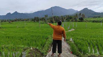 Gambar 3 Jual Sawah Produktif Kavling Nuansa Alam Cariu Bogor Timur 