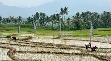 Gambar 1 Jual Tanah Sawah Di Bogor Timur Include Surat2 Sampai Bbn Shm 