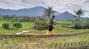 Gambar 2 Jual Tanah Sawah Murah Produktif Cariu Bogor Timur Lainnya