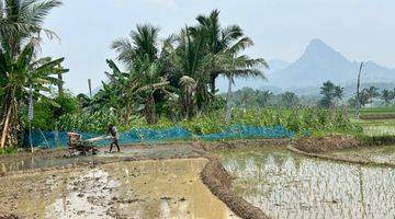 Gambar 2 Tanah Kavling Sawah Produktif - Cariu Bogor Timur Include SHM Tanah SHM