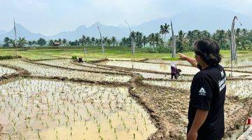 Gambar 4 Tanah Kavling Sawah Produktif - Cariu Bogor Timur Include SHM Tanah SHM