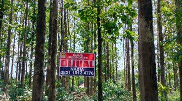 Gambar 4 DIJUAL CEPAT Tanah Kebun Jati Di Pusat Kota bogor