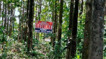 Gambar 3 DIJUAL CEPAT Tanah Kebun Jati Di Pusat Kota bogor