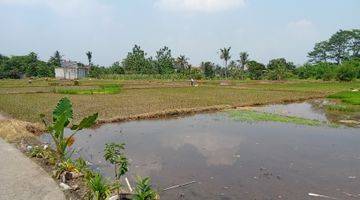 Gambar 1 Tanah SHM 3.600 m² Dekat Kampus Ipb Dramaga Akses Jalan Cukup Untuk Mobil Pribadi