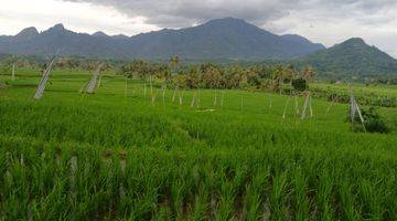 Gambar 2 Di Jual Cepat Sawah Murah Pinggir Jalan Dekat Kramat Jati Jakarta