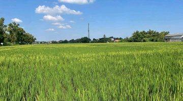 Gambar 1 Dijual Sawah Produktif, Tanah Luas Dan Lokasi Strategis, SHM - Sertifikat Hak Milik di Bangkalan Madura , Bangkalan 8788 m²