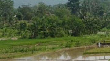 Gambar 4 Di Jual Tanah Sawah Pinggir Jalan 