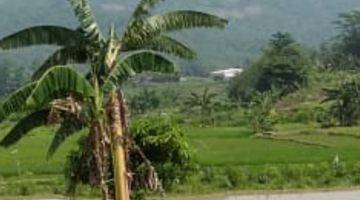 Gambar 1 Di Jual Tanah Sawah Pinggir Jalan 