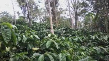 Gambar 1 Lahan Kebun 56 Ha Di Temanggung Jawa Tengah