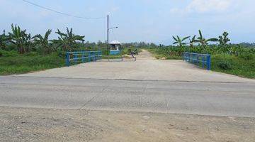 Gambar 1 Kebun Pisang 150 Ha Di Brebes Jawa Tengah