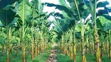 Gambar 3 Kebun Pisang 150 Ha Di Brebes Jawa Tengah