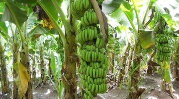 Gambar 5 Kebun Pisang 150 Ha Di Brebes Jawa Tengah