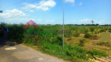 Gambar 3 Tanah Jual Daerah Kencong Jember Dekat Sekolah Dan Kantor Kelurahan 