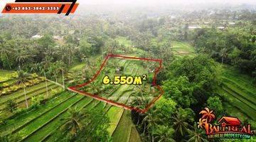 Gambar 3 For Sale 6,550 M2 With 3 Hot Spring Water On Site In Penebel