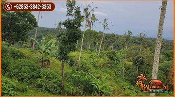 Gambar 4 Exotic Yet Affordable Land For Sale 200 Are In Penebel Tabanan