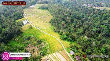 Gambar 3 5,300 M2 With Rice Fields, Jungle And Mountain View In Penebel