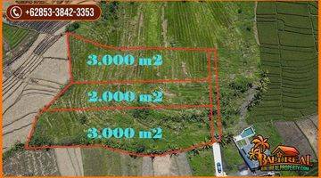 Gambar 2 8,000 M2 With Rice Fields And Mountain View In Kediri, Tabanan