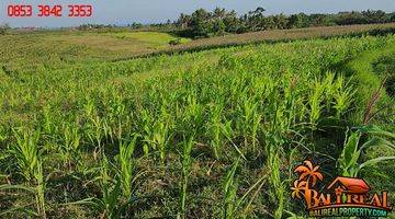 Gambar 2 2,700 M2 With Rice Fields, Ocean And Mountain View In Klecung