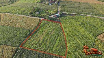 Gambar 3 2,700 M2 With Rice Fields, Ocean And Mountain View In Klecung