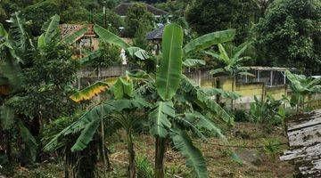 Gambar 4 Di Jual Tanah Ciapus , Bogor