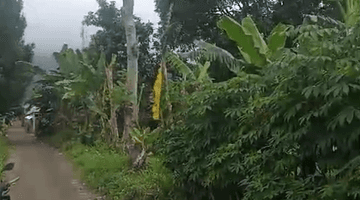 Gambar 4 Tanah Ciapus Taman Sari Bogor 