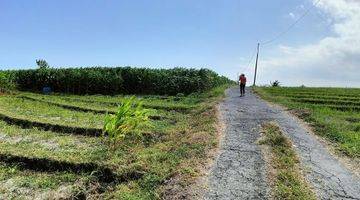 Gambar 3 Dijual Cepat Tanah 10are SHM Di Berembeng,Tabanan View Sawah & Laut 