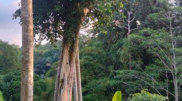 Gambar 4 Tanah Langka 1450 m² SHM dengan View Hutan Dan Air Terjun Yg Indah