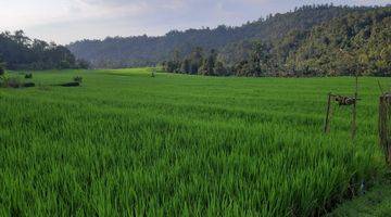 Gambar 5 S M Property Tanah Sawah Singaraja Busungbiu Buleleng Bali